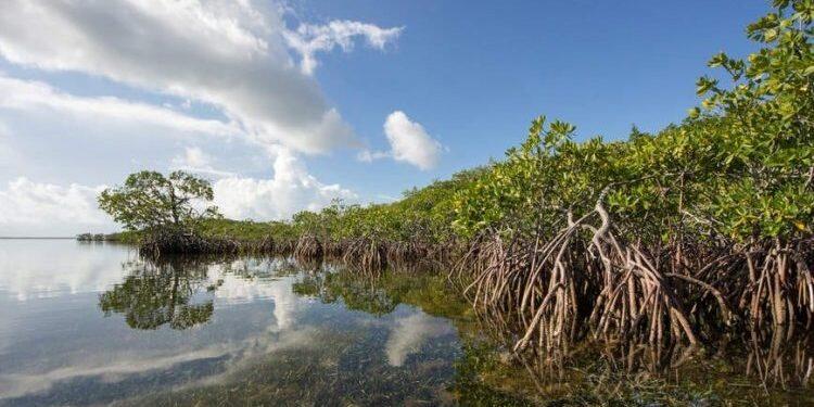 Hutan Bakau Bisa Tersapu pada 2050 karena Kenaikan Laut