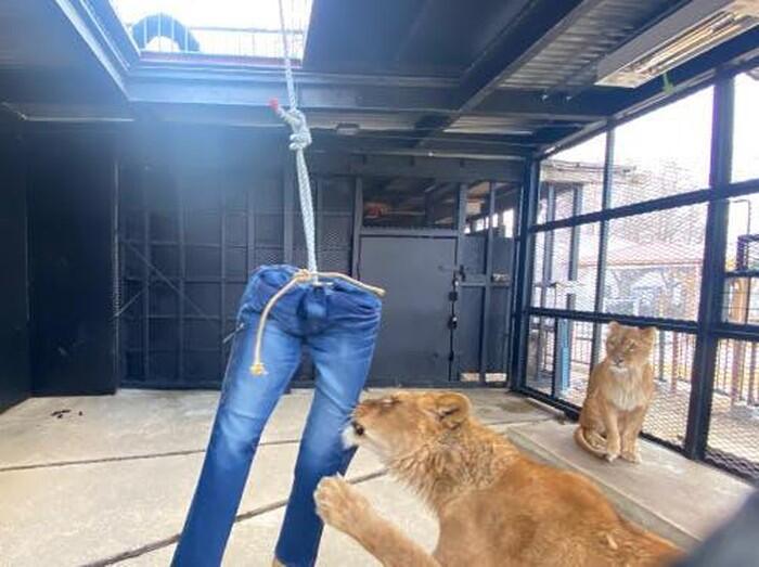 Jual Merchendise Unik Demi Dapat Pemasukan, Sapporo Zoo Jual Jeans Robekan Singa!
