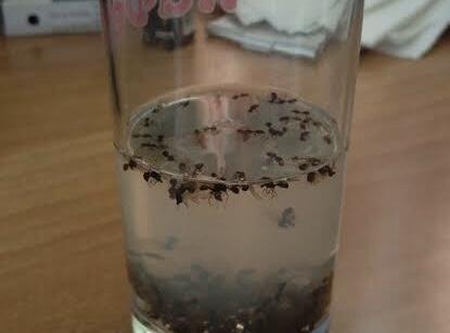 Ini Dia Penjelasannya Mengapa Semut Selalu Mati Tenggelam Di Minumanmu, Bikin Kesel