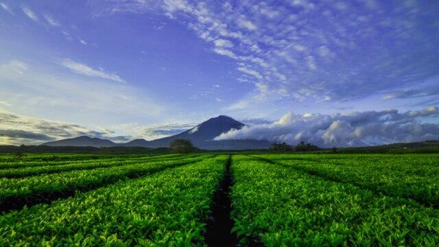 &#91;COC Reg. Jambi&#93; Menjelajah Indahnya Gunung Kerinci, Gunung Tertinggi di Sumatera