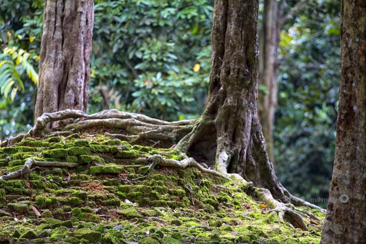 &#91;COC Reg. JAMBI&#93;MENGGALI SITUS CANDI MISTERIUS DI PROVINSI JAMBI