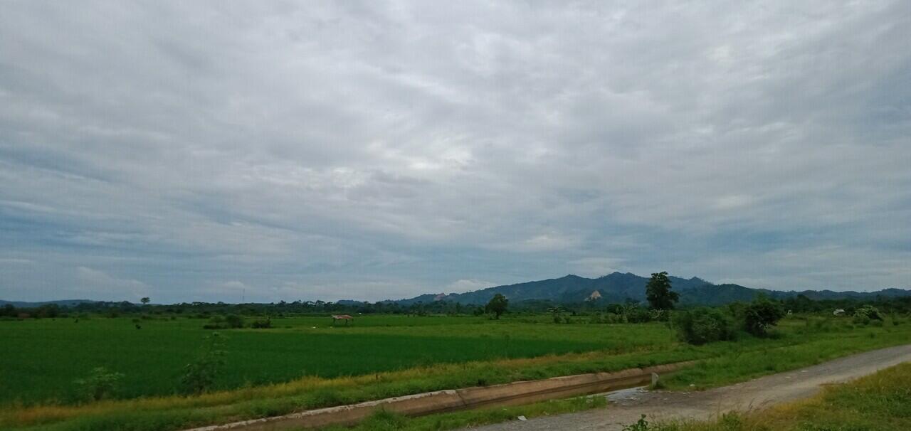 &#91;Coc Reg. Jambi&#93; Story | Pemandangan Mengagumkan Persawahan Desa Sri Agung