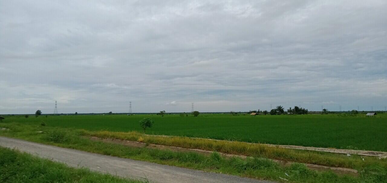 &#91;Coc Reg. Jambi&#93; Story | Pemandangan Mengagumkan Persawahan Desa Sri Agung