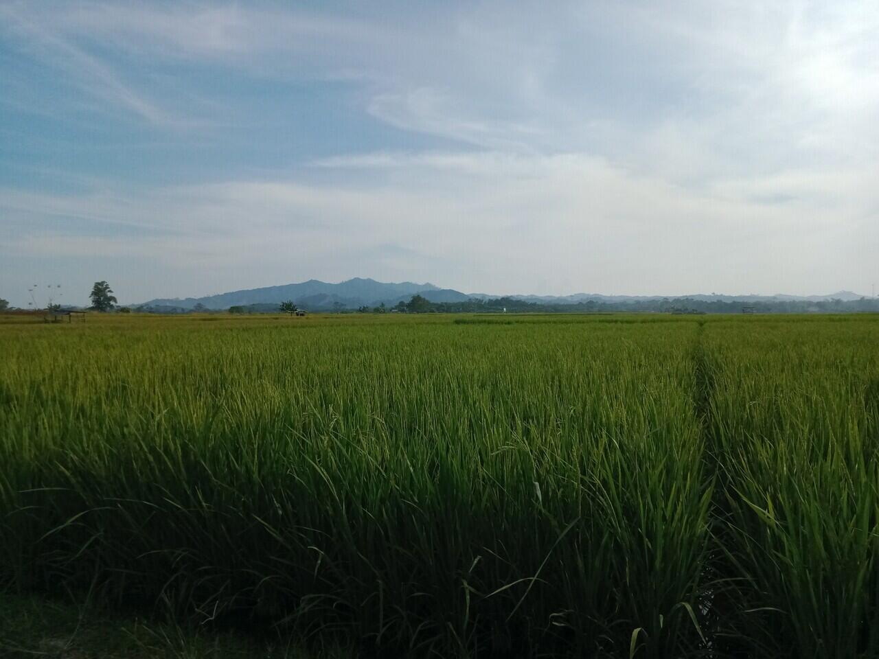 &#91;Coc Reg. Jambi&#93; Story | Pemandangan Mengagumkan Persawahan Desa Sri Agung