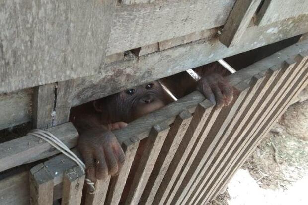 Bayi Orangutan Temuan Dirawat Warga 4 Bulan, Kini Diserahkan ke BKSDA