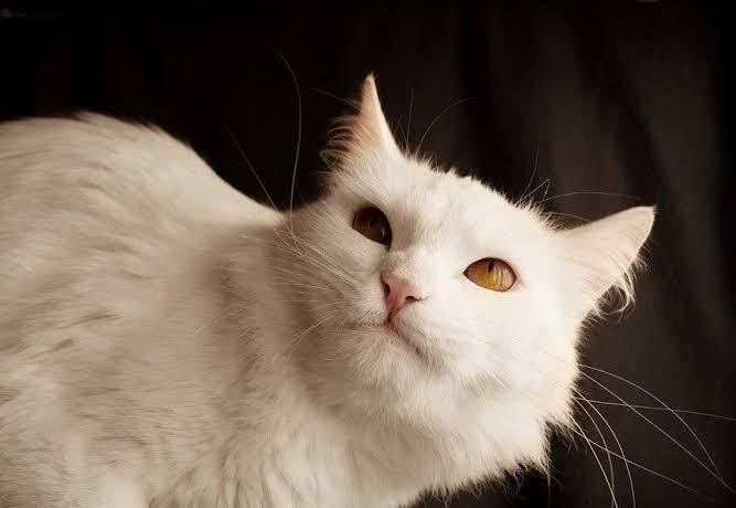 Towser Cat, Pemegang Rekor Dunia Si Penangkap Tikus Terbanyak