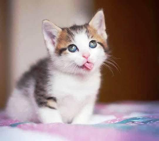 Towser Cat, Pemegang Rekor Dunia Si Penangkap Tikus Terbanyak