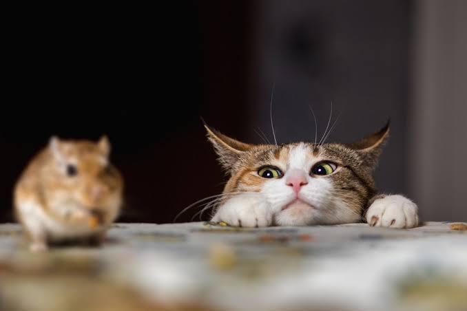 Towser Cat, Pemegang Rekor Dunia Si Penangkap Tikus Terbanyak