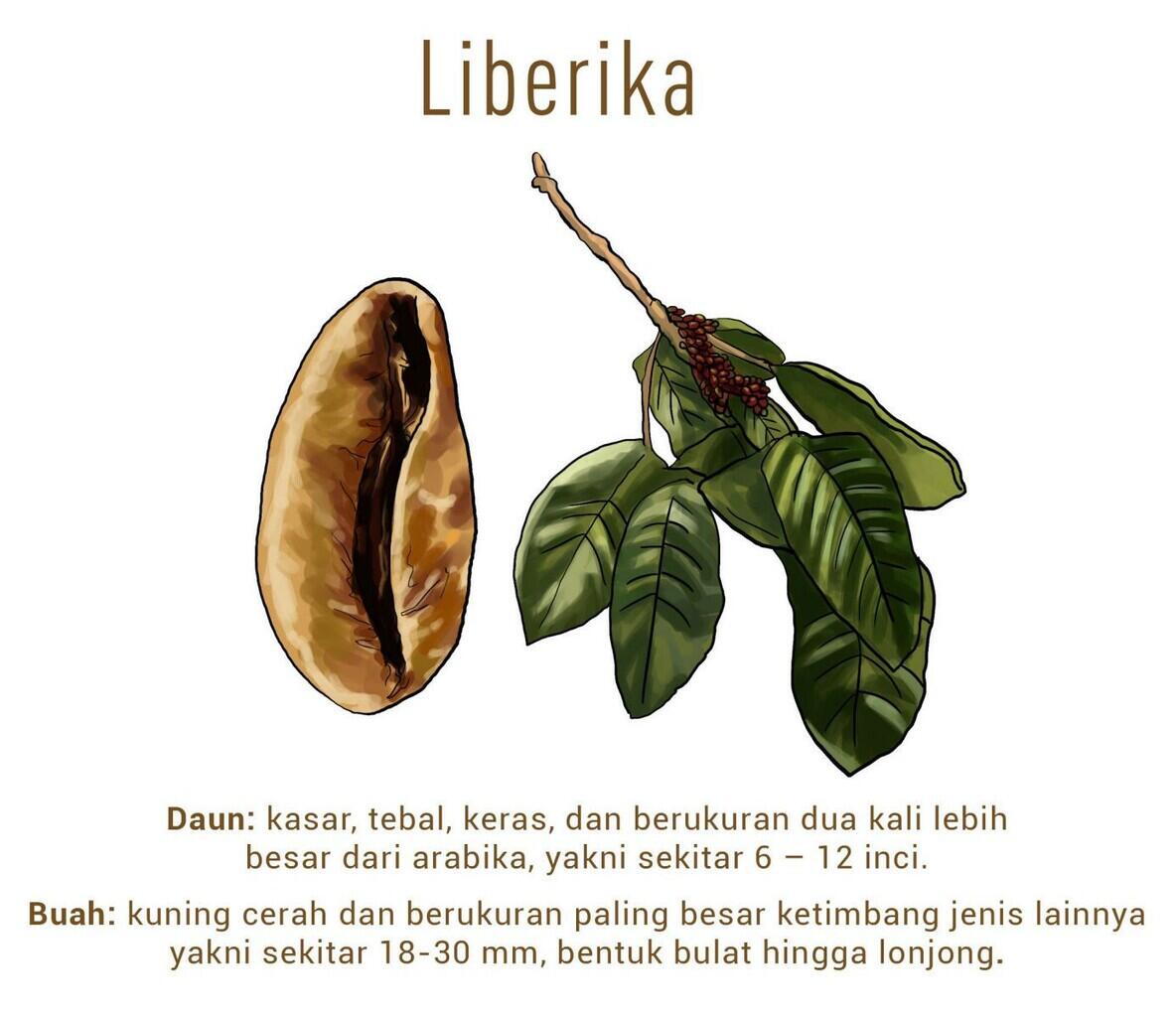 &#91;Coc Reg. Jambi&#93; Kopi Beraroma Nangka, Jambi Punya? Yuk Kita Ke Sana