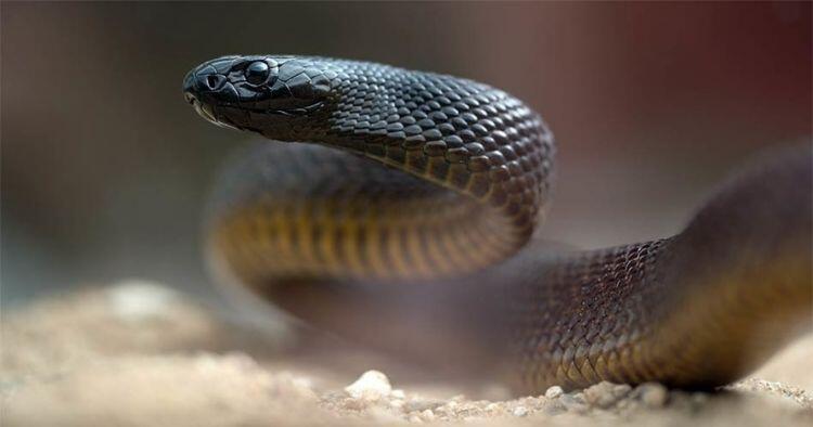 10 Ular Yang Memiliki Racun Paling Tak Menyenangkan Jika Tergigit