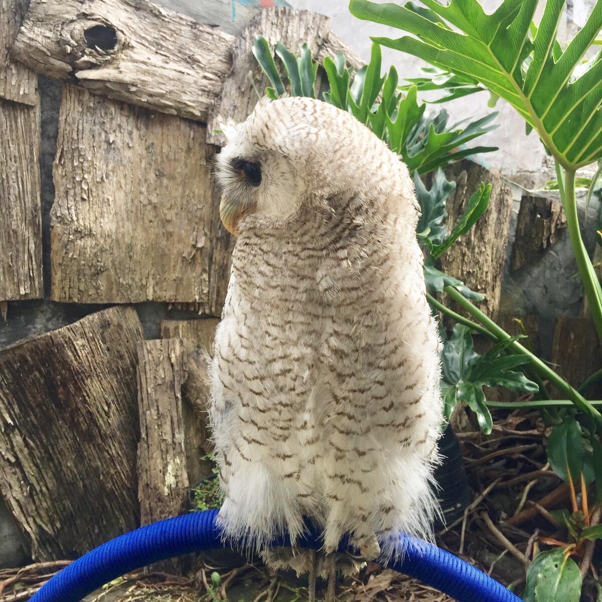 Terjual Burung Hantu Bubo Sumatranus Jinak Lokasi Bandung | KASKUS