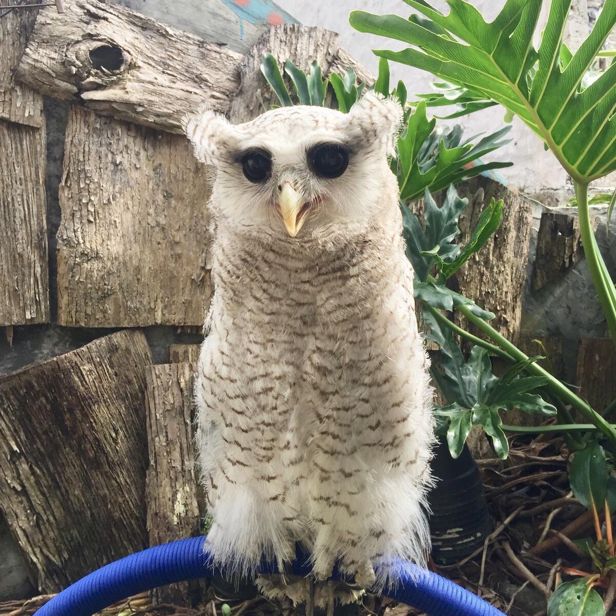 Terjual Burung Hantu Bubo Sumatranus Jinak Lokasi Bandung | KASKUS