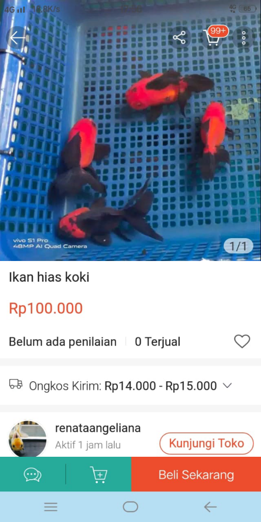 Ikan Hias Koki Cute♥️♥️♥️♥️