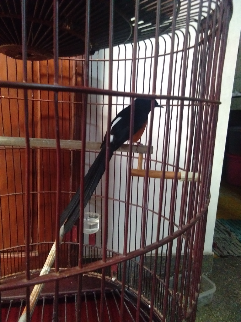 &#91;Coc Bisnis&#93; Badai Covid Menerjang, Bertahan Hidup Dengan Menjual Burung Kicau