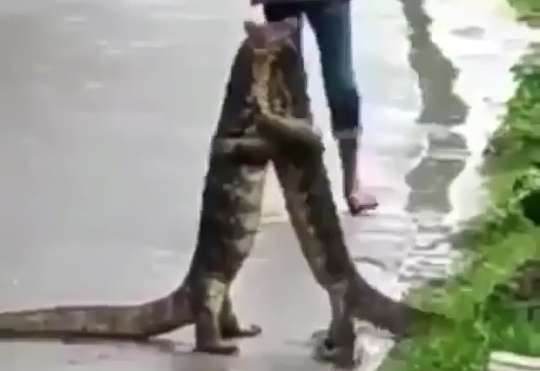 Heboh, Sepasang Biawak Berpelukan Mesra di Pinggir Jalan Ramai! Benarkah Korban LDR?