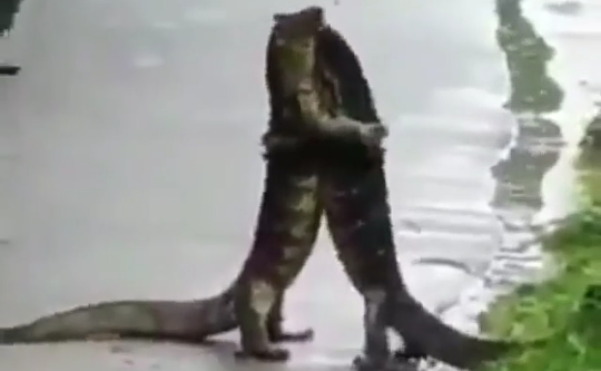 Heboh, Sepasang Biawak Berpelukan Mesra di Pinggir Jalan Ramai! Benarkah Korban LDR?