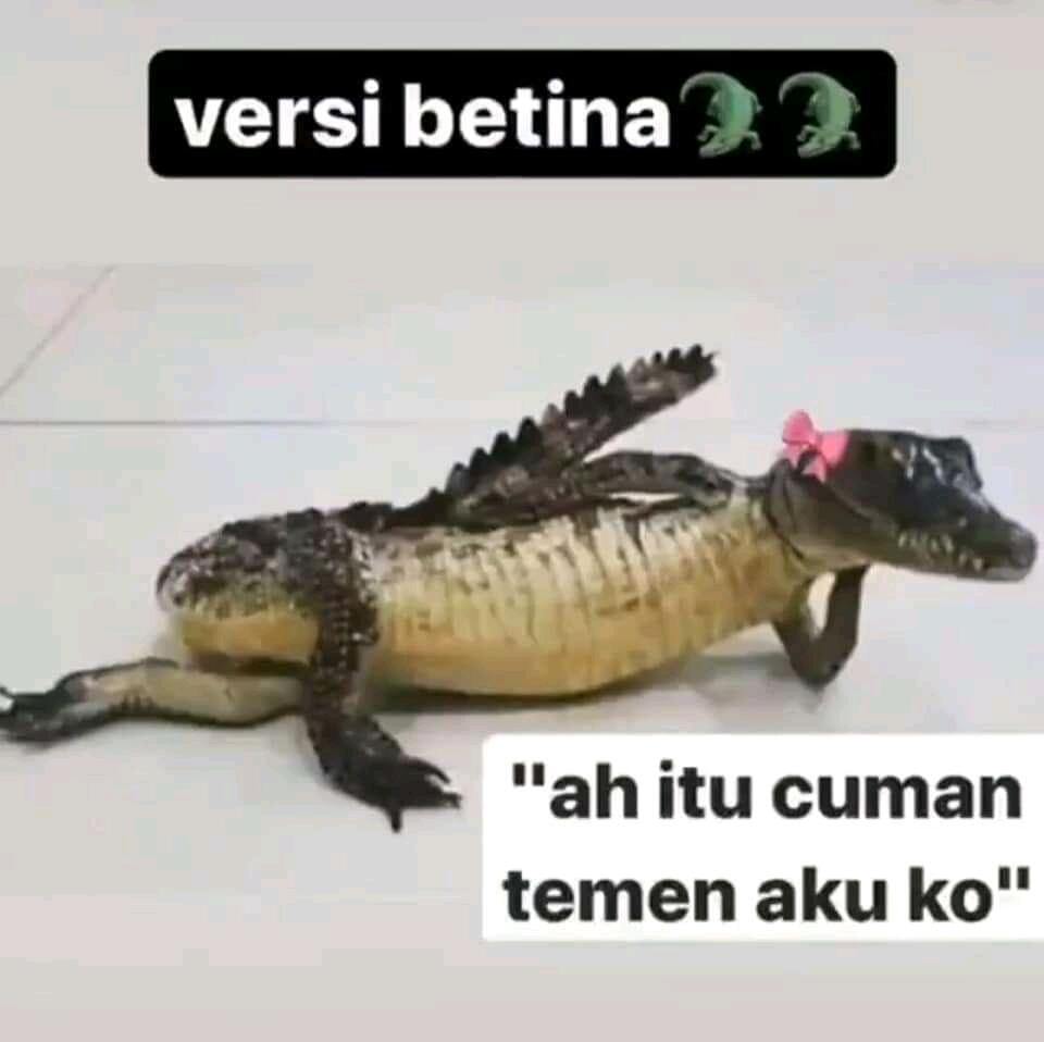 Ketika Hewan Buas Buaya  Jadi Menggemaskan Meme Buaya  