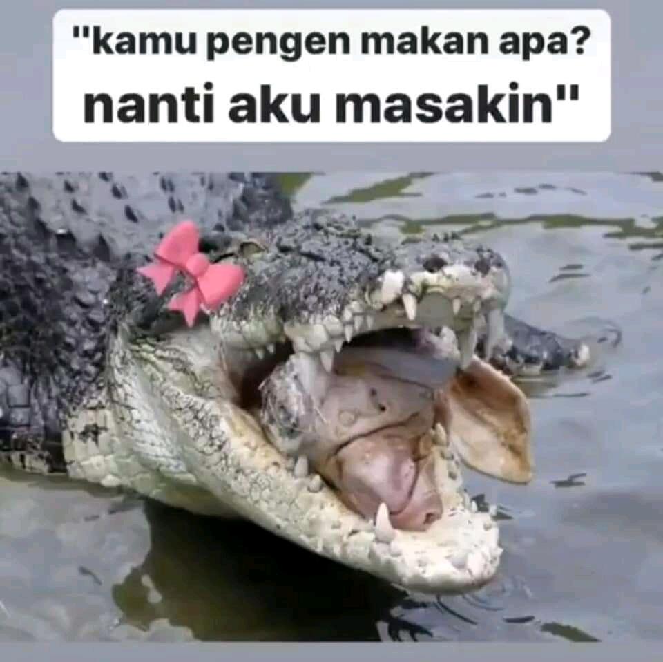 Ketika Hewan  Buas  Buaya Jadi Menggemaskan Meme Buaya 