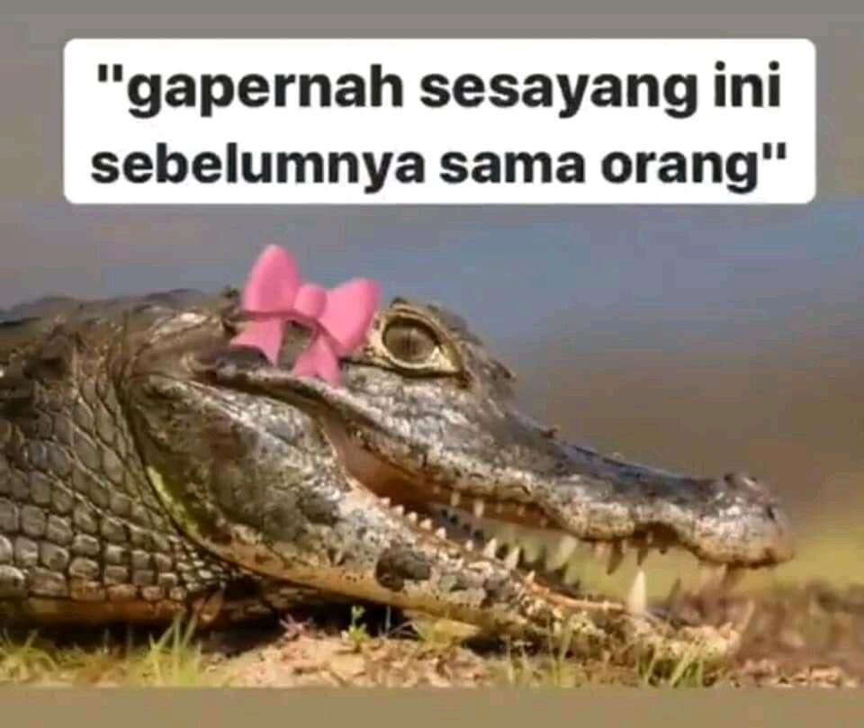 Ketika Hewan Buas Buaya Jadi Menggemaskan. Meme Buaya Versi Betina.