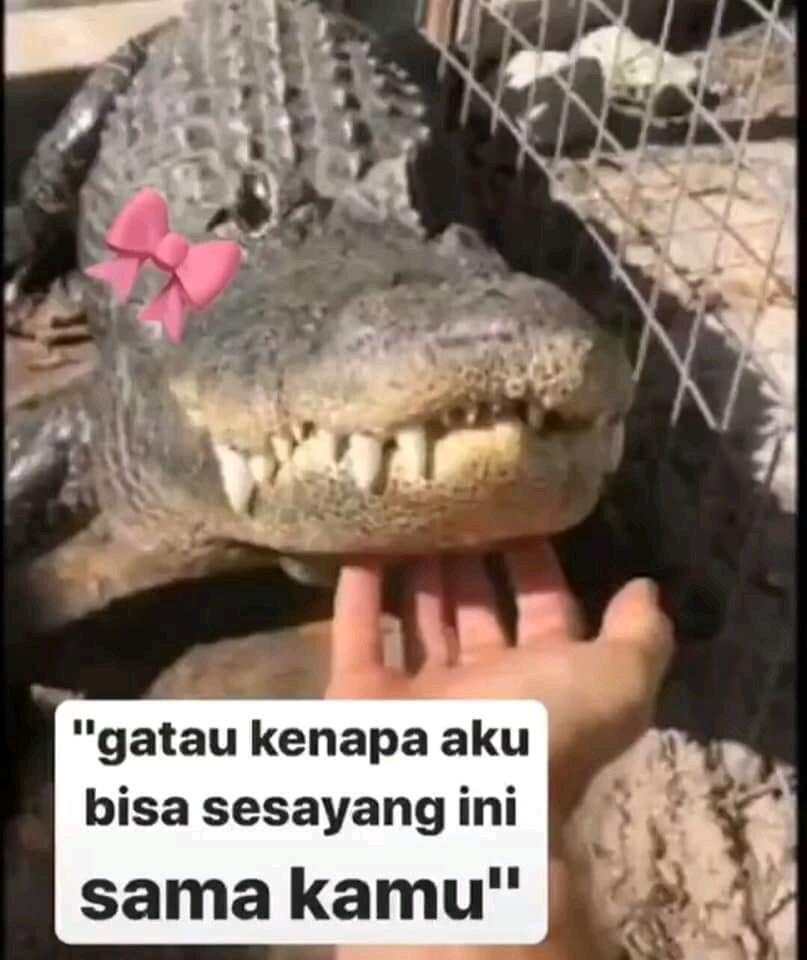 Ketika Hewan Buas Buaya Jadi Menggemaskan. Meme Buaya Versi Betina.