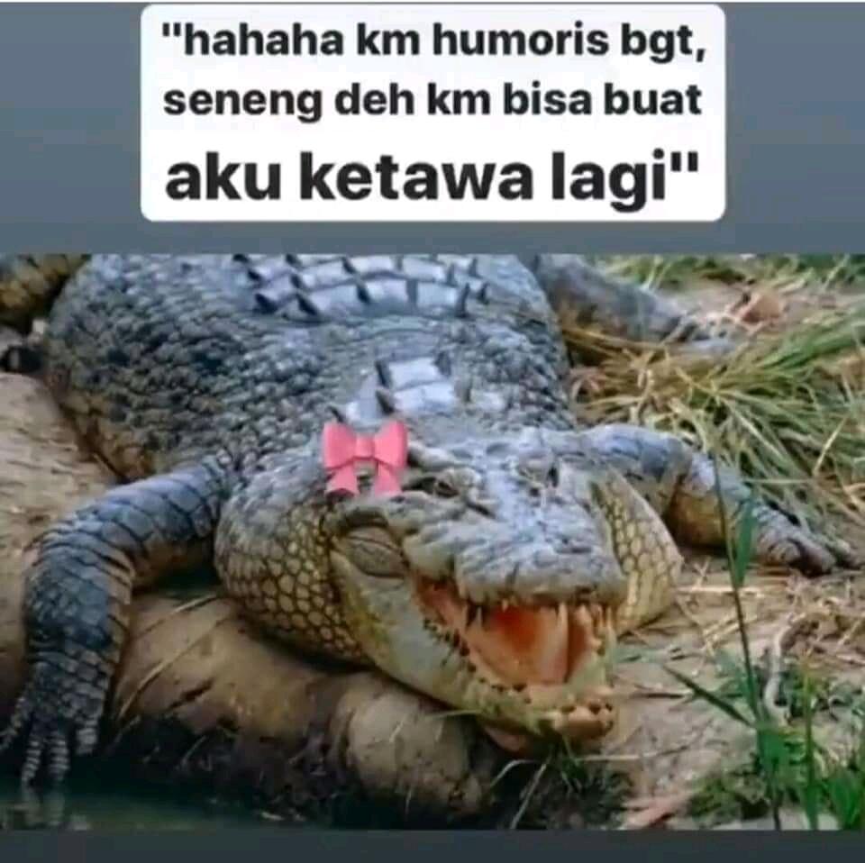 Ketika Hewan Buas Buaya Jadi Menggemaskan. Meme Buaya Versi Betina.