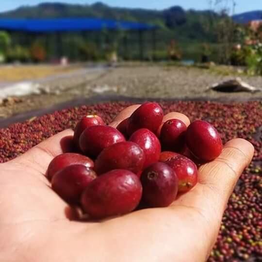 &#91;COC Bisnis&#93; Pandemi Covid-19 Mencekik Petani Kopi, Begini Cara Mereka Bertahan!
