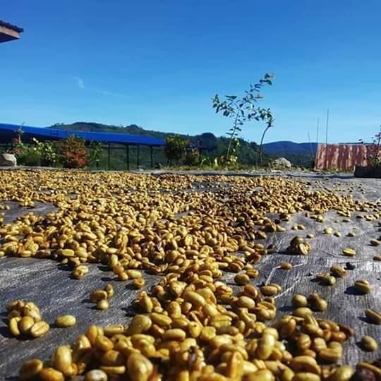 &#91;COC Bisnis&#93; Pandemi Covid-19 Mencekik Petani Kopi, Begini Cara Mereka Bertahan!