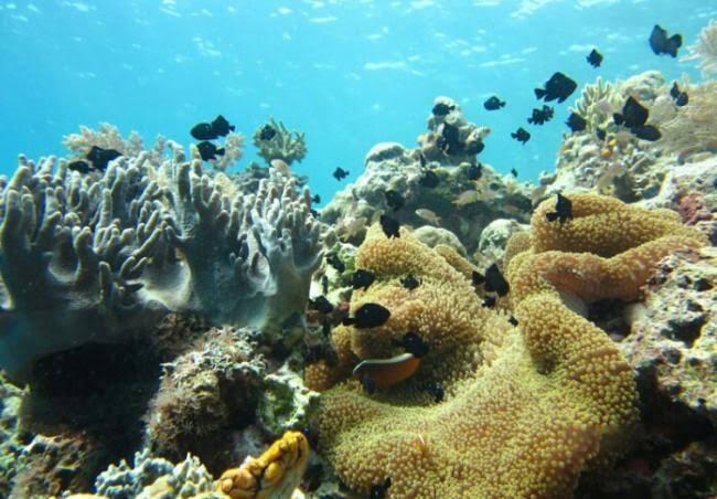 &#91;COC Reg. Batam&#93; Blue Coral, Terumbu Karang Langka Pulau Abang Batam. Amazing Bukan?