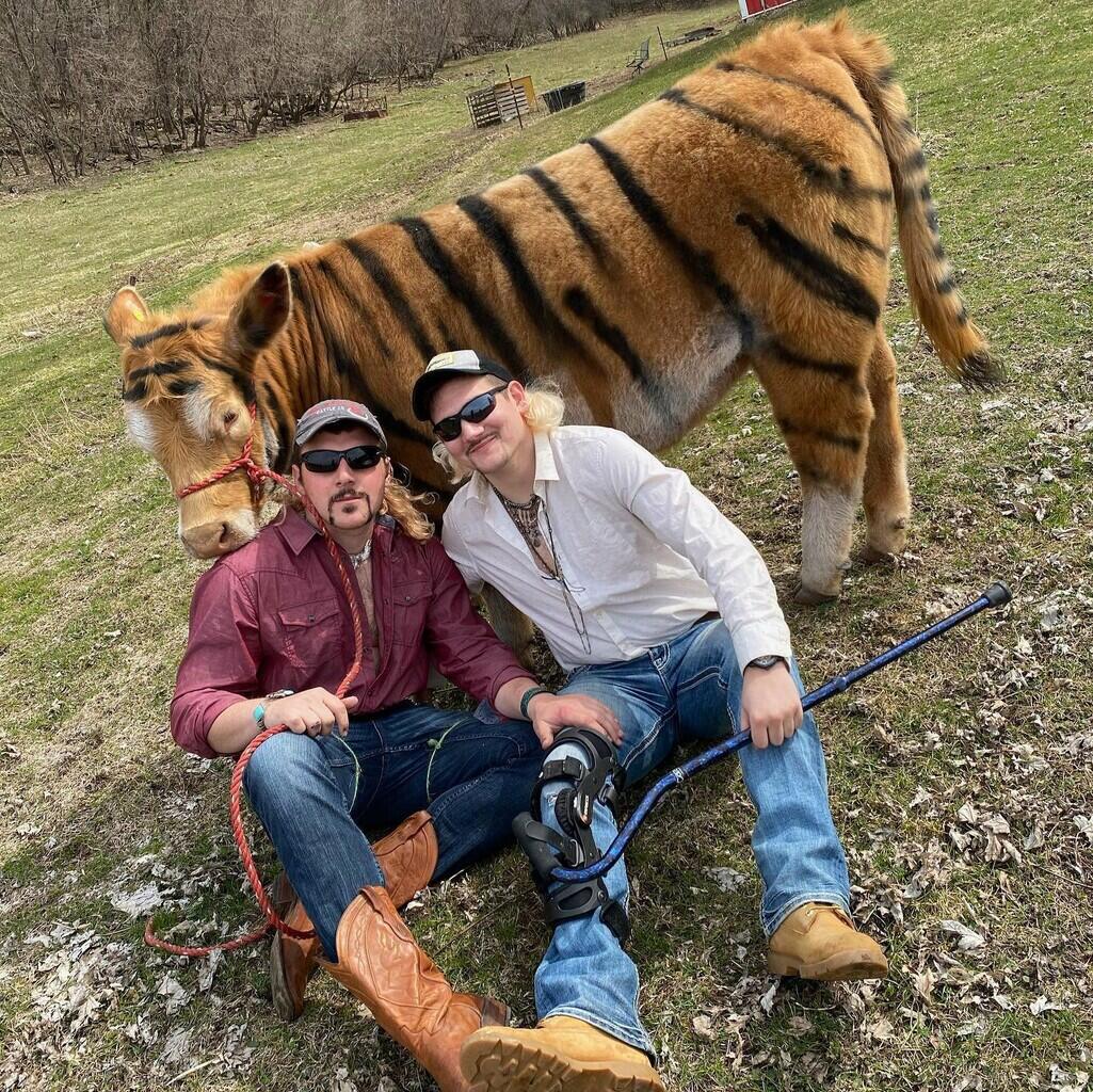 Hah! Seekor Sapi Berubah Jadi 'HARIMAU' Akibat Ide Konyol Dua Petani GABUT