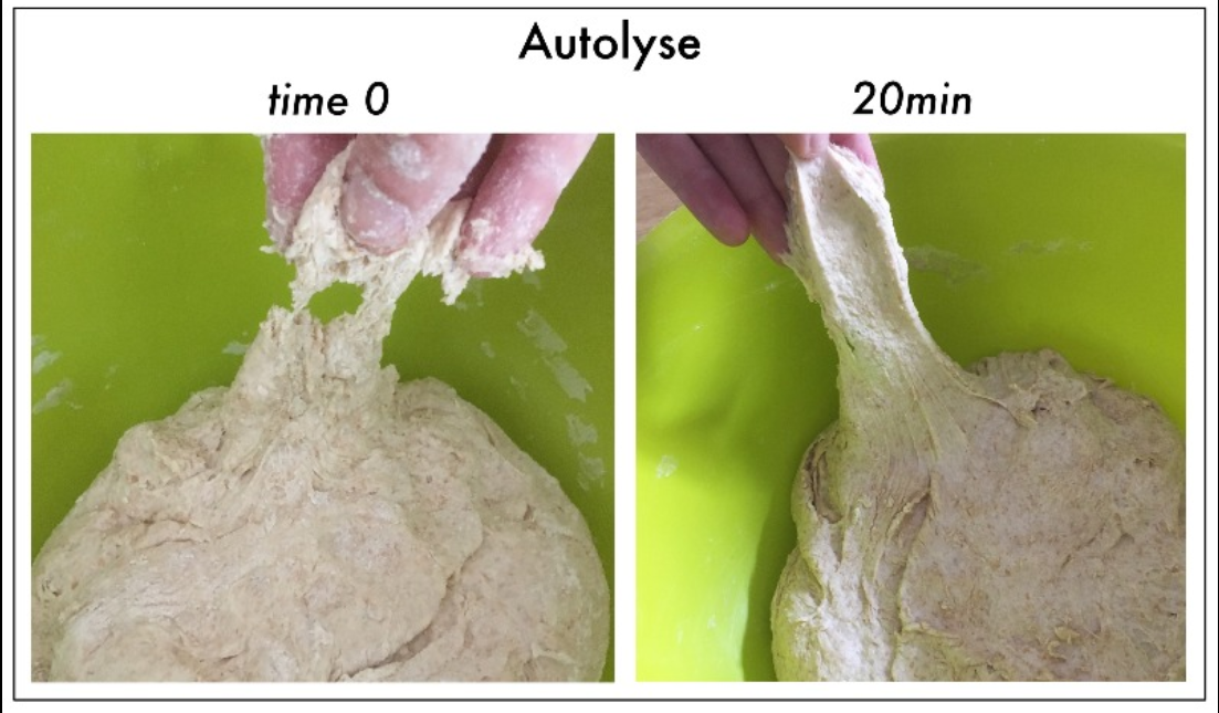 Menguleni adonan lebih mudah dengan metode Autolyse