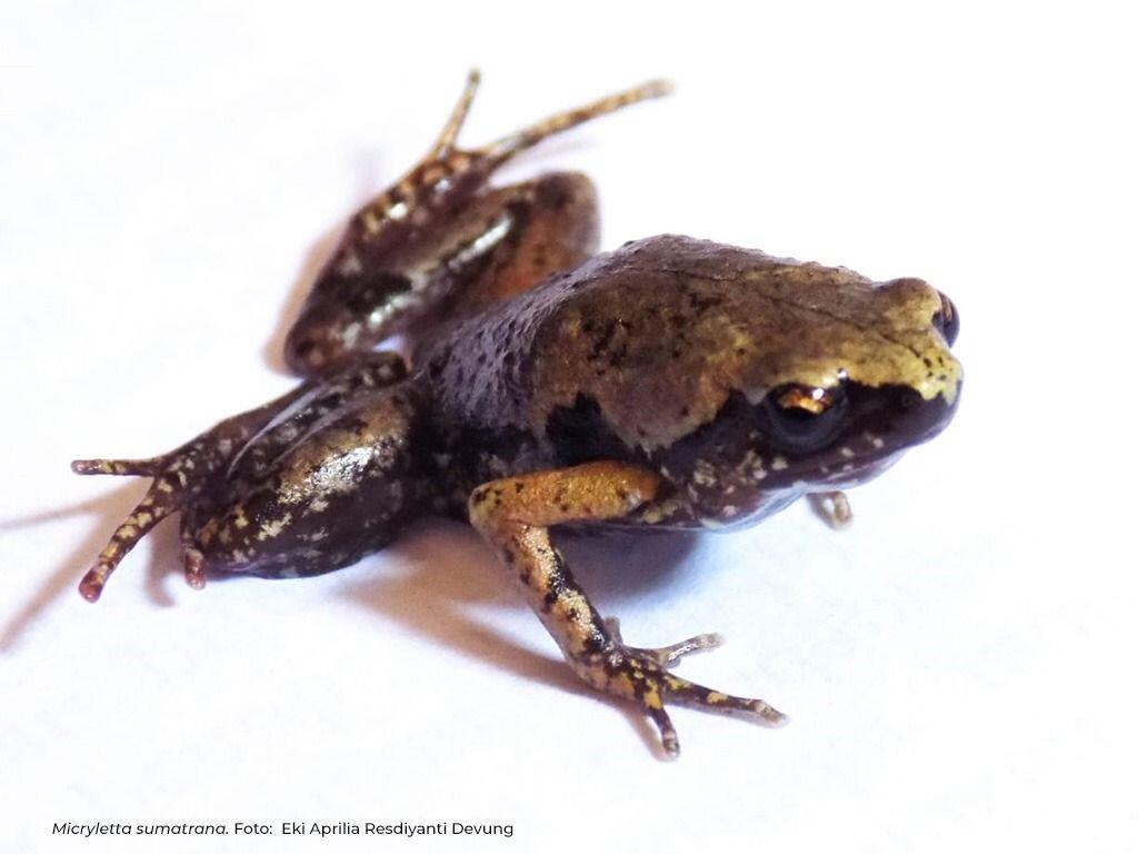 LIPI Temukan Katak Jenis Baru di Indonesia, Ini Penampakannya