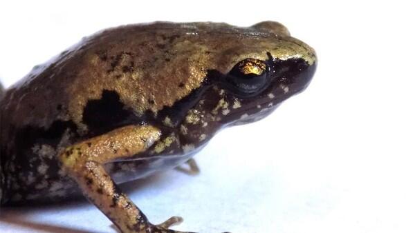 LIPI Temukan Katak Jenis Baru di Indonesia, Ini Penampakannya