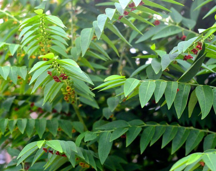 18 Tanaman yang Dapat Diolah Menjadi Beraneka Menu Lezat Lauk Daun