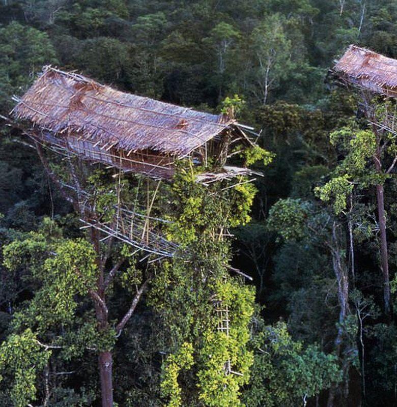 Mengenal Suku Korowai di Papua, Nikmatnya Tidur di Rumah Pohon 50 Meter