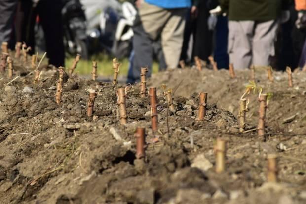 Jaga Ketahanan Pangan di Masa Pandemi Andalkan Bantaran Sungai