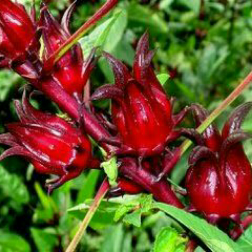 &#91;Coc reg. Batam&#93; Teh Rosella dari Batam si Asam Manis yang Menyegarkan! 