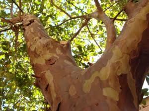 Misteri Penunggu Pokok Jambu