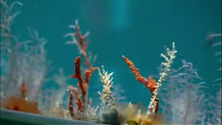 &#91;COC Reg. Batam&#93; Tetap Kering! Nikmati Keindahan Bawah Laut di KEPRI CORAL Batam 