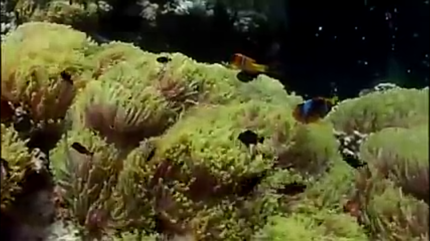 &#91;COC Reg. Batam&#93; Tetap Kering! Nikmati Keindahan Bawah Laut di KEPRI CORAL Batam 