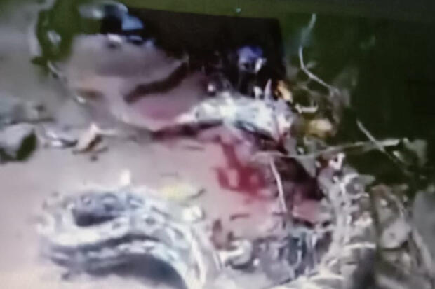 Warga Bombana Sulawesi Tenggara Tewas Dililit Piton Sepanjang 7 Meter