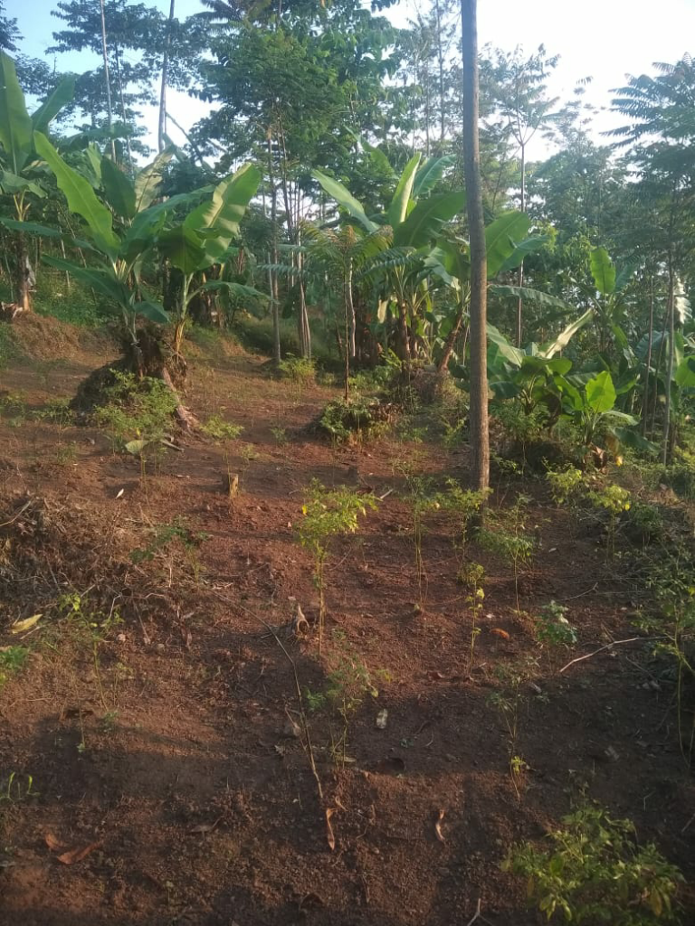 Dicari Investor Dibidang Perkebunan