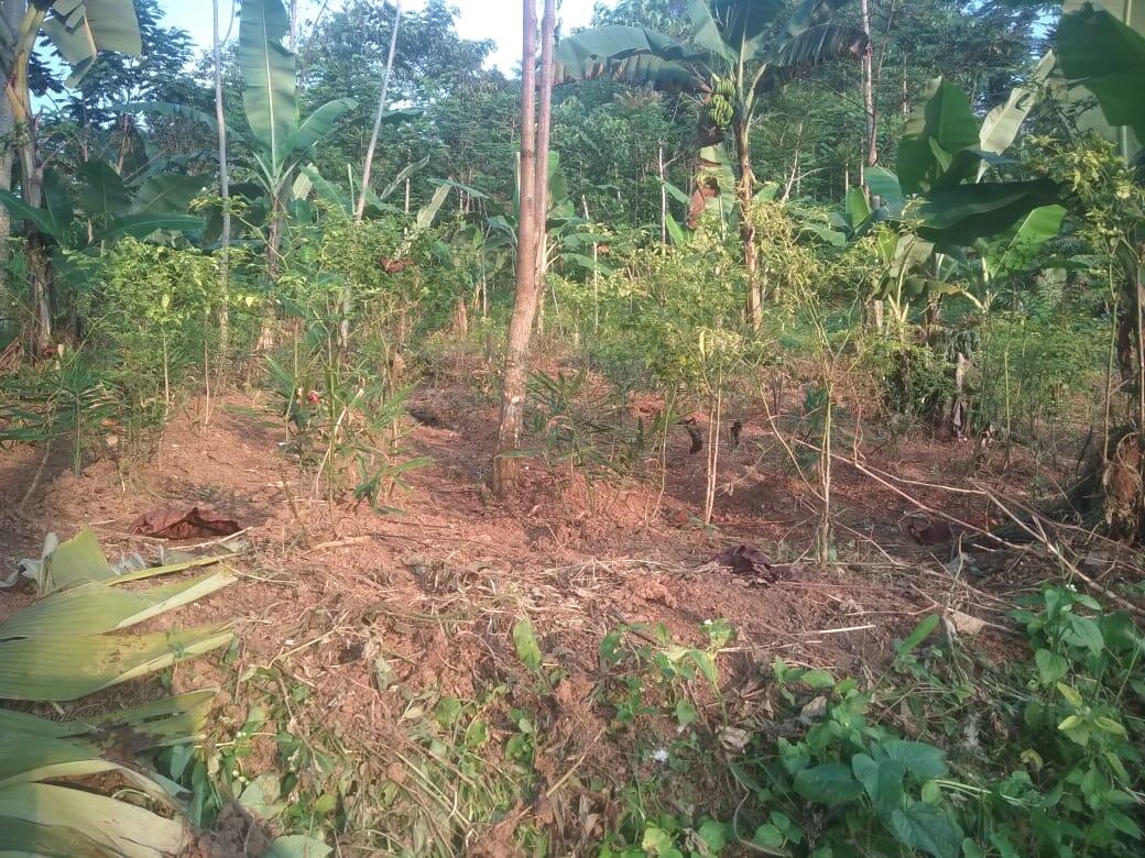 Dicari Investor Dibidang Perkebunan 