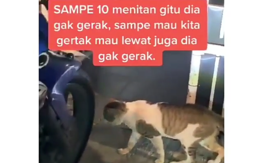 Misterius, Viral Video Kucing Ngelag Mematung di Tengah Jalan! Apakah Melihat Hantu?