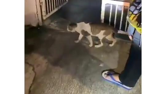 Misterius, Viral Video Kucing Ngelag Mematung di Tengah Jalan! Apakah Melihat Hantu?