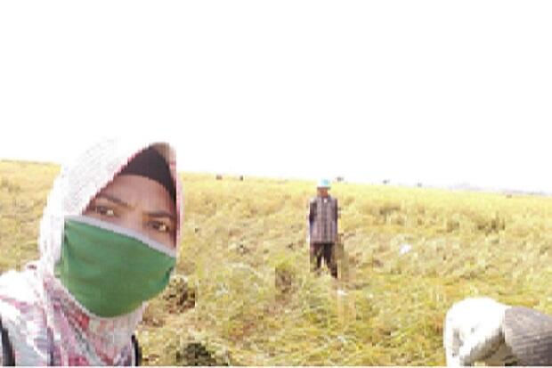 Penyuluh dan Petani di Karawang Pastikan Pertanian Tak Pernah Berhenti