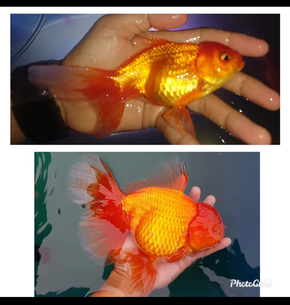 Membedakan Ikan Hias Koki Mahal