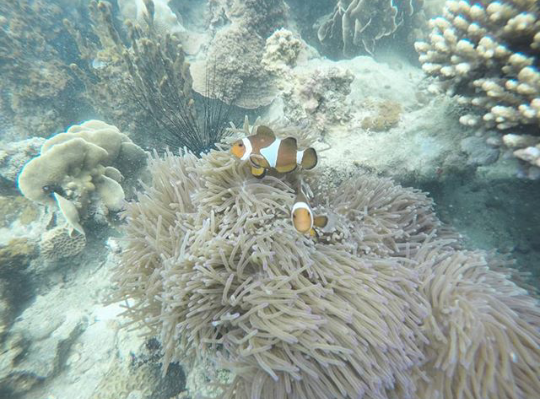 &#91;COC Reg. Batam&#93; Pulau Abang, Surga Bawah Laut Bagi Pecinta Snorkling Di Batam