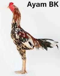 Jenis Ayam Tangkas/Petarung Diindonesia Yang Banyak Diminati