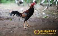 Jenis Ayam Tangkas/Petarung Diindonesia Yang Banyak Diminati