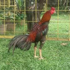Jenis Ayam Tangkas/Petarung Diindonesia Yang Banyak Diminati